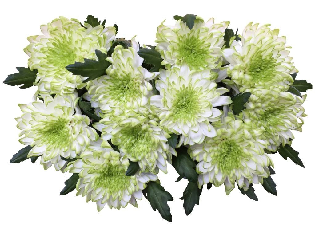 10 Deko Chrysanthemen Zembla Lime (Weiß-Grün)