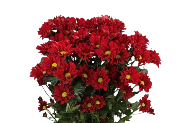 kaufen Bezahlbare und Blumen online verschicken: Blumen