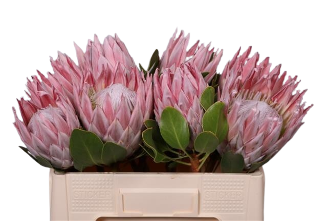 1 Protea Protea cynaroides (Rosa)