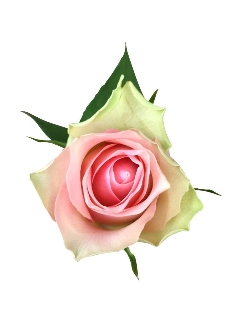 10 Rosen Rosa Belle Rose