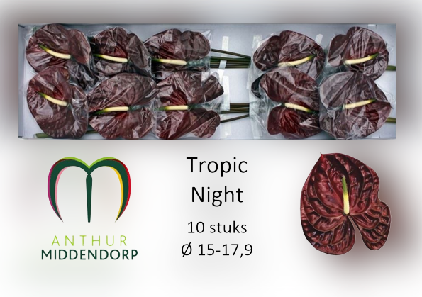 10 Anthurie Tropic Night
