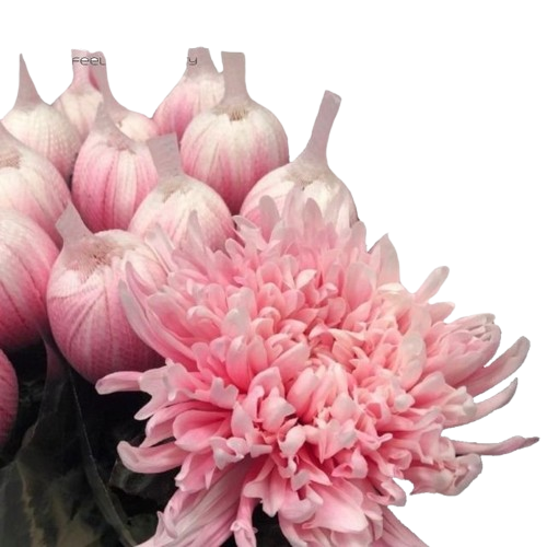 10 Deko Chrysanthemen Antonov Pastel Pink