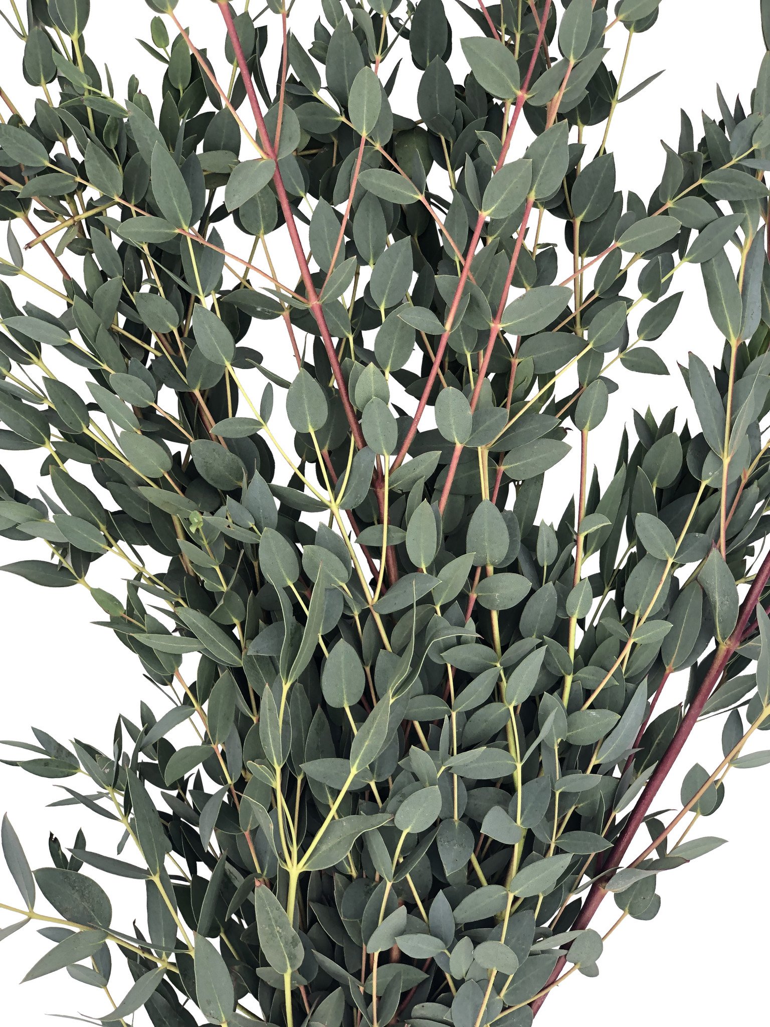 1 Bund Eukalyptus Parvifolia