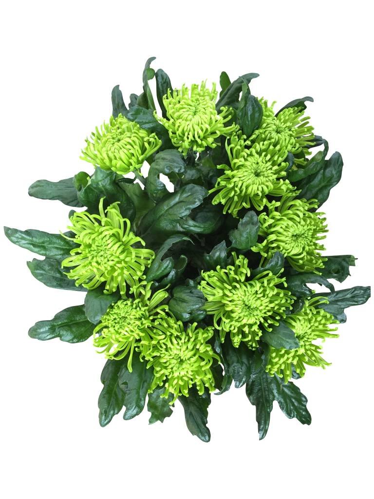 10 Deko Chrysanthemen  Anastasia Green (Grün)