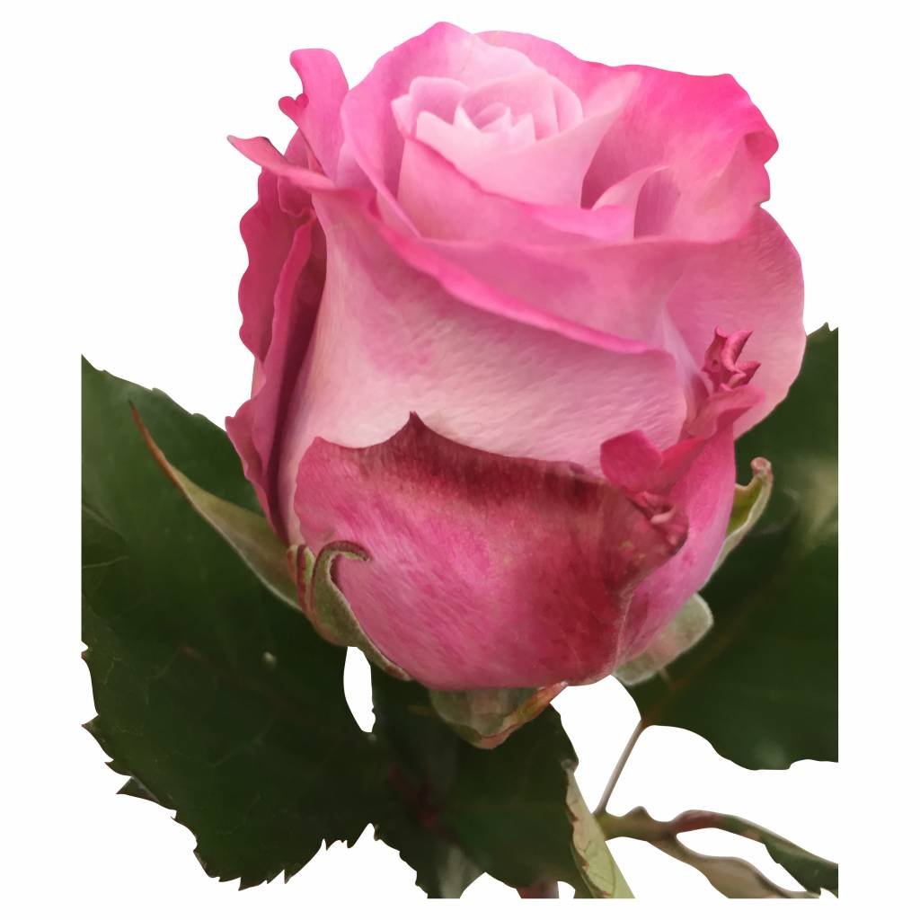 10 Rosen Rosa-Flieder Maritim