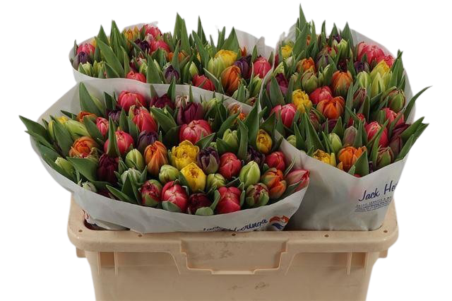 50 Tulpen gemischt (gefüllt)