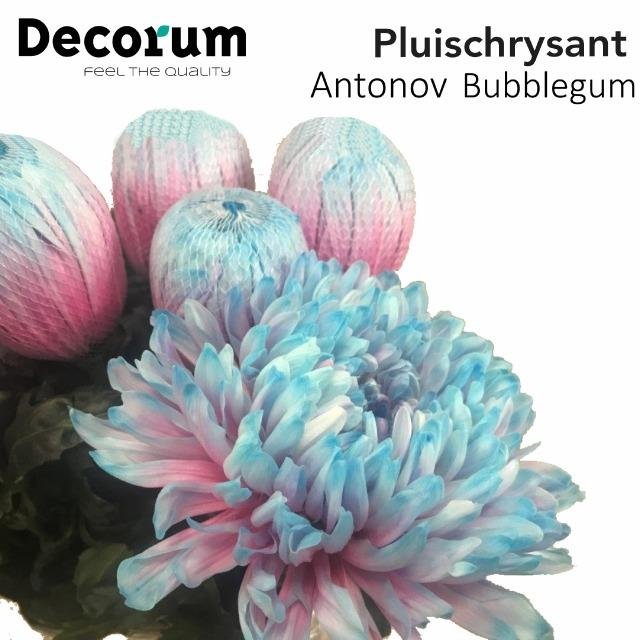 10 Deko Chrysanthemen Antonov Bubbelgum