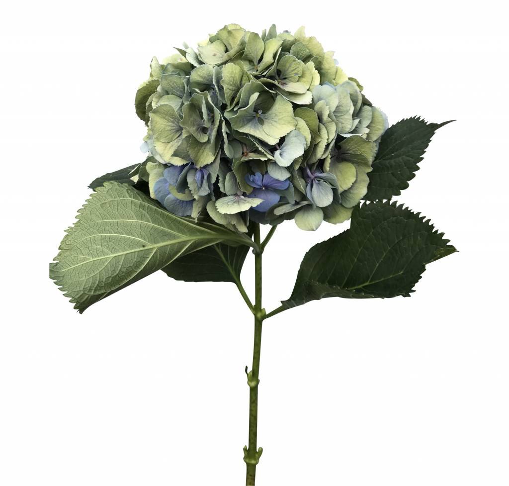 5 Hortensien Macrophylla Elbtal Classic (Blau-Grau)