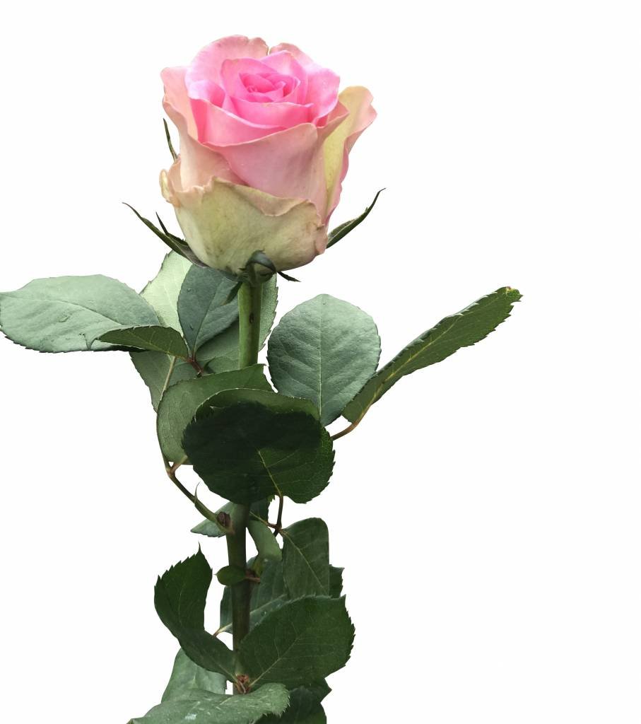 10 Premium-Rosen Brigitte Bardot (Rosa)