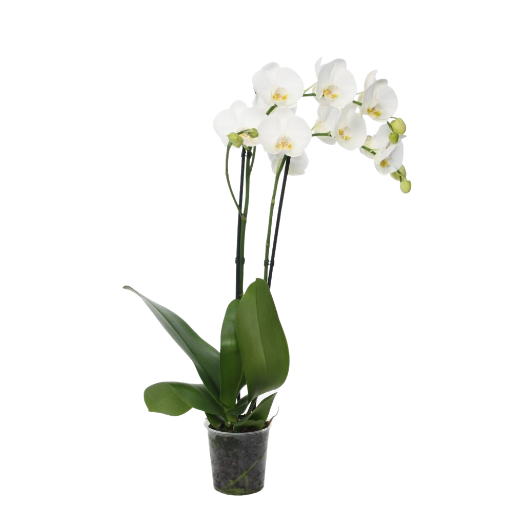 Phalaenopsis, 2-Trieber Weiß