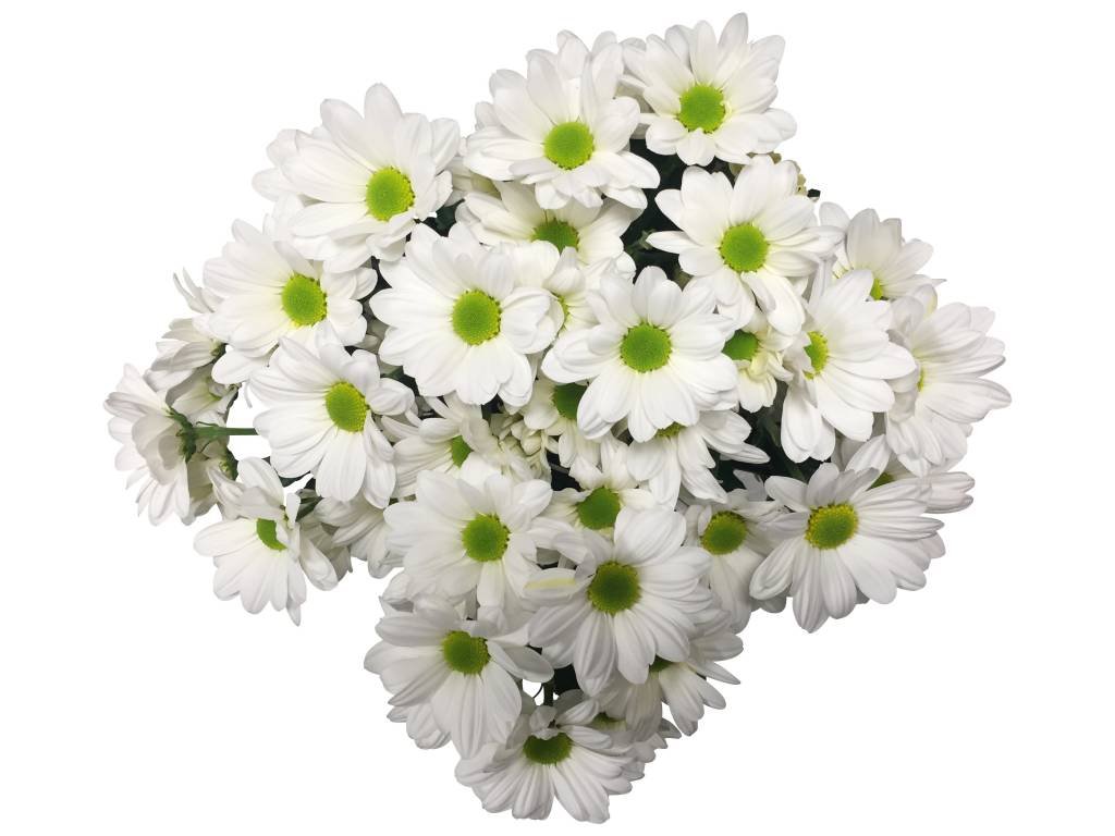5 Chrysanthemen Bacardi  (Weiß)