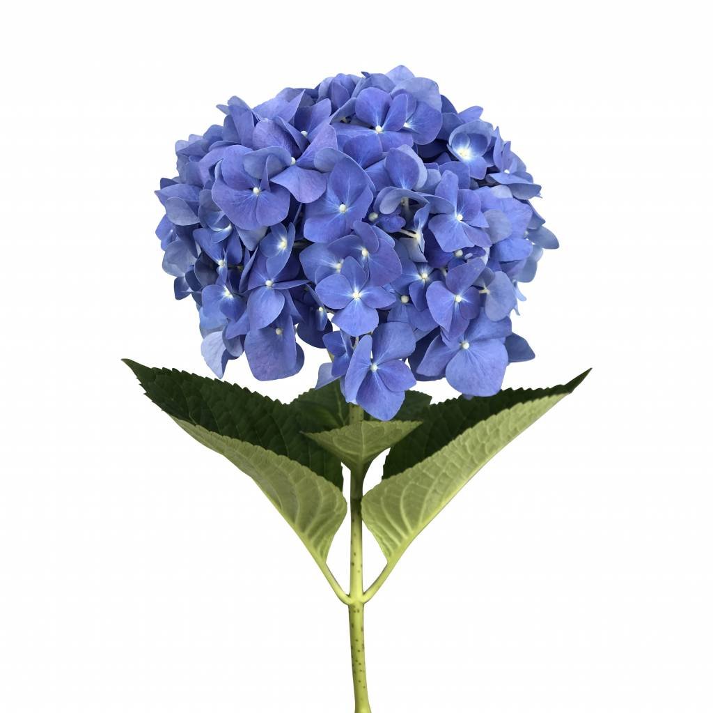 5 Hortensien Blau