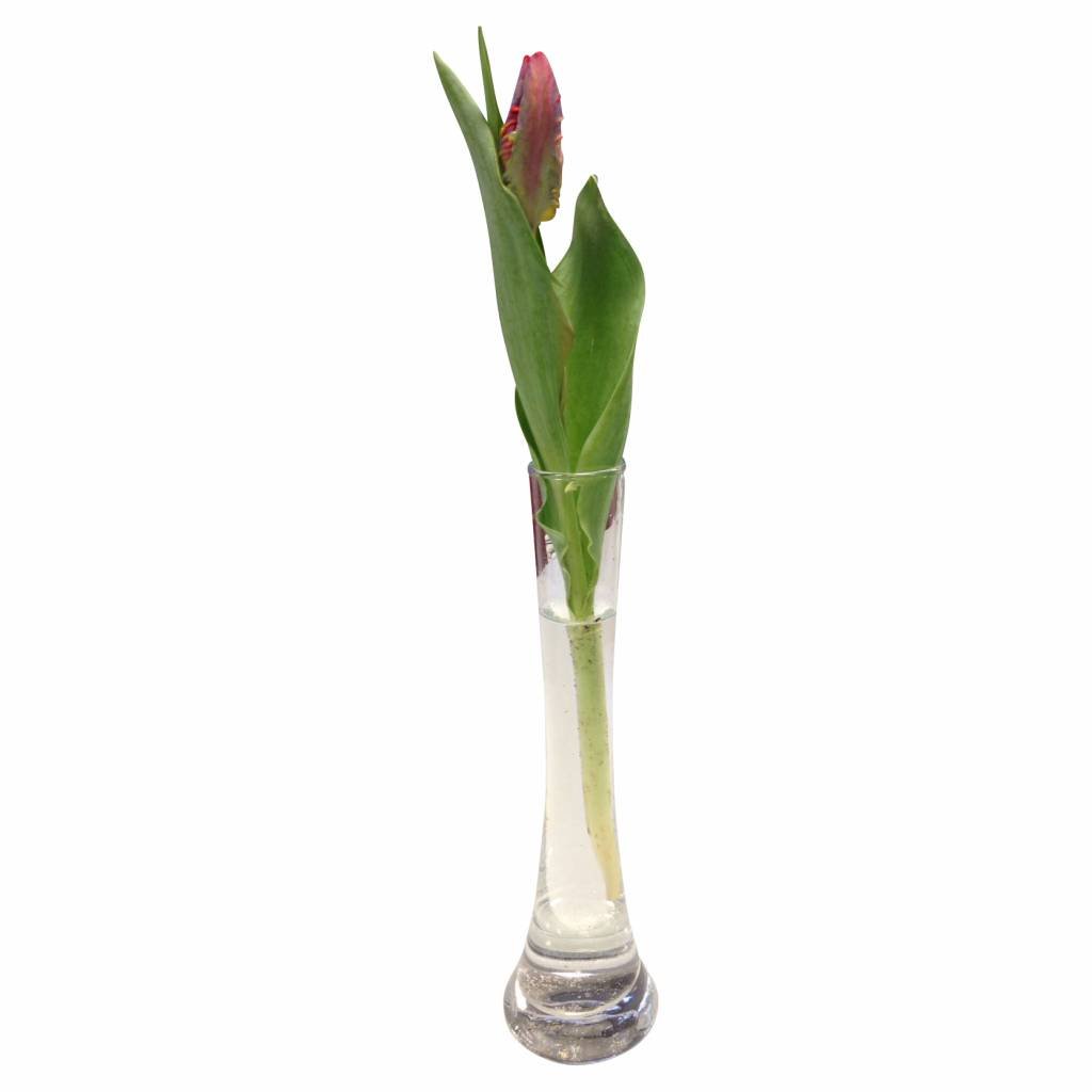 10 Tulpen Rococo (Papageien-Tulpe)