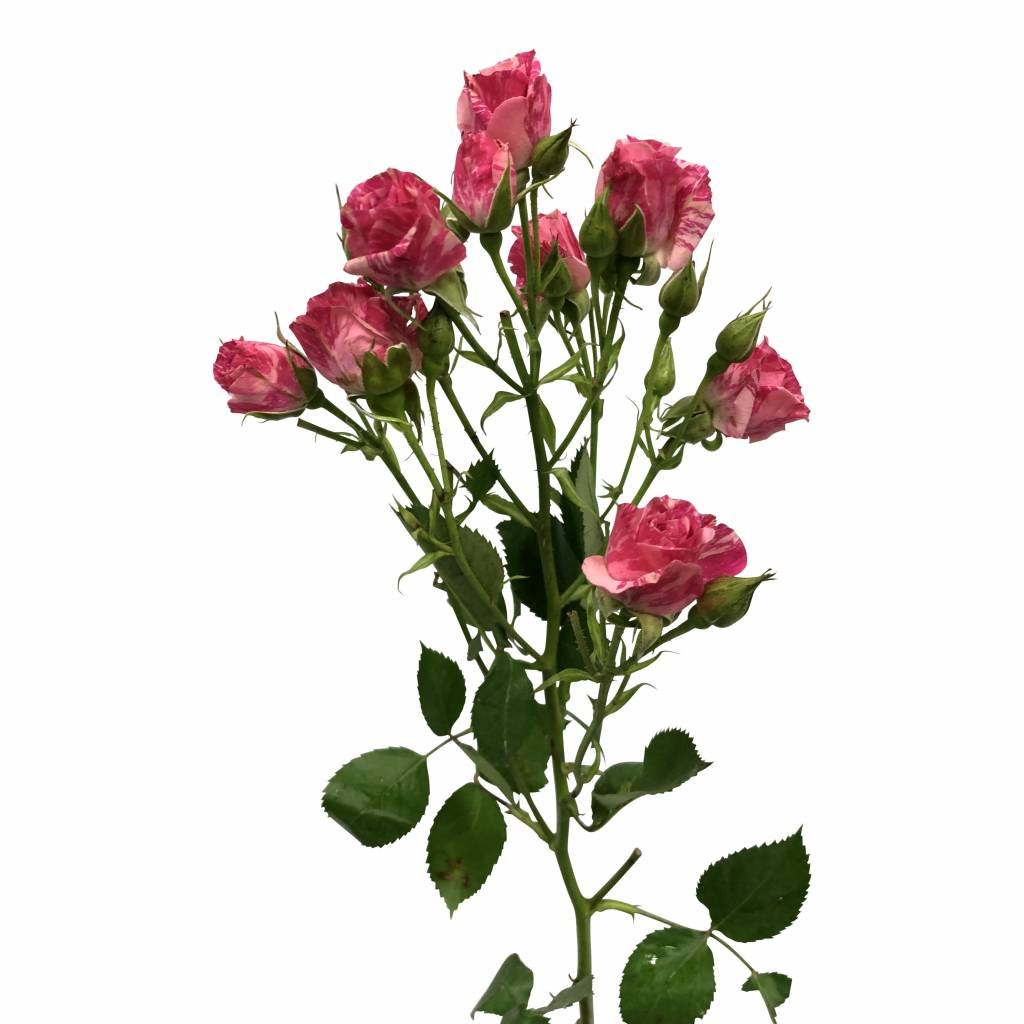 10 Tros-Rosen Pink Flash