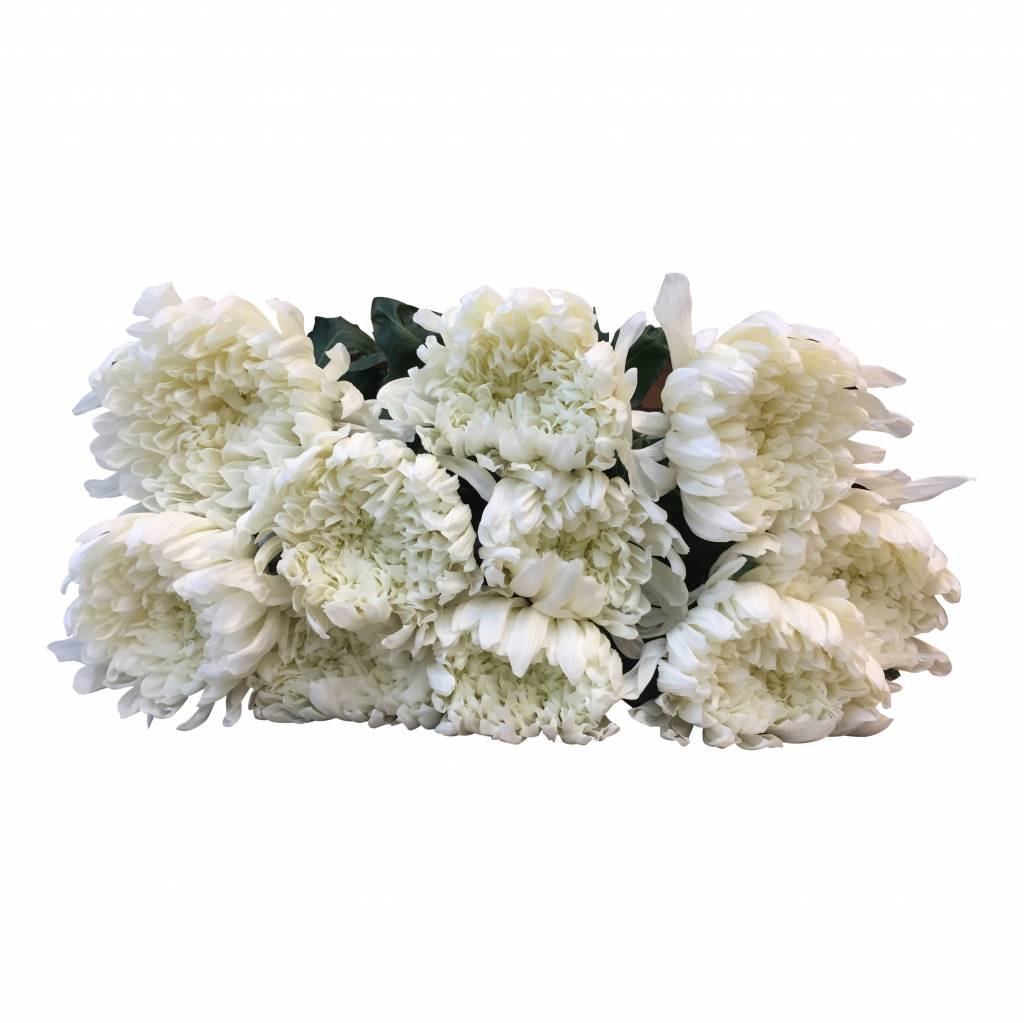 10 Deko Chrysanthemen   Antonov (Weiß)