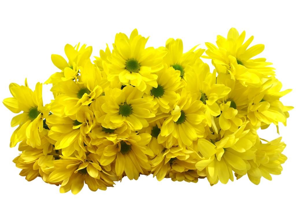 5 Chrysanthemen  Bacardi Sunny (Gelb)