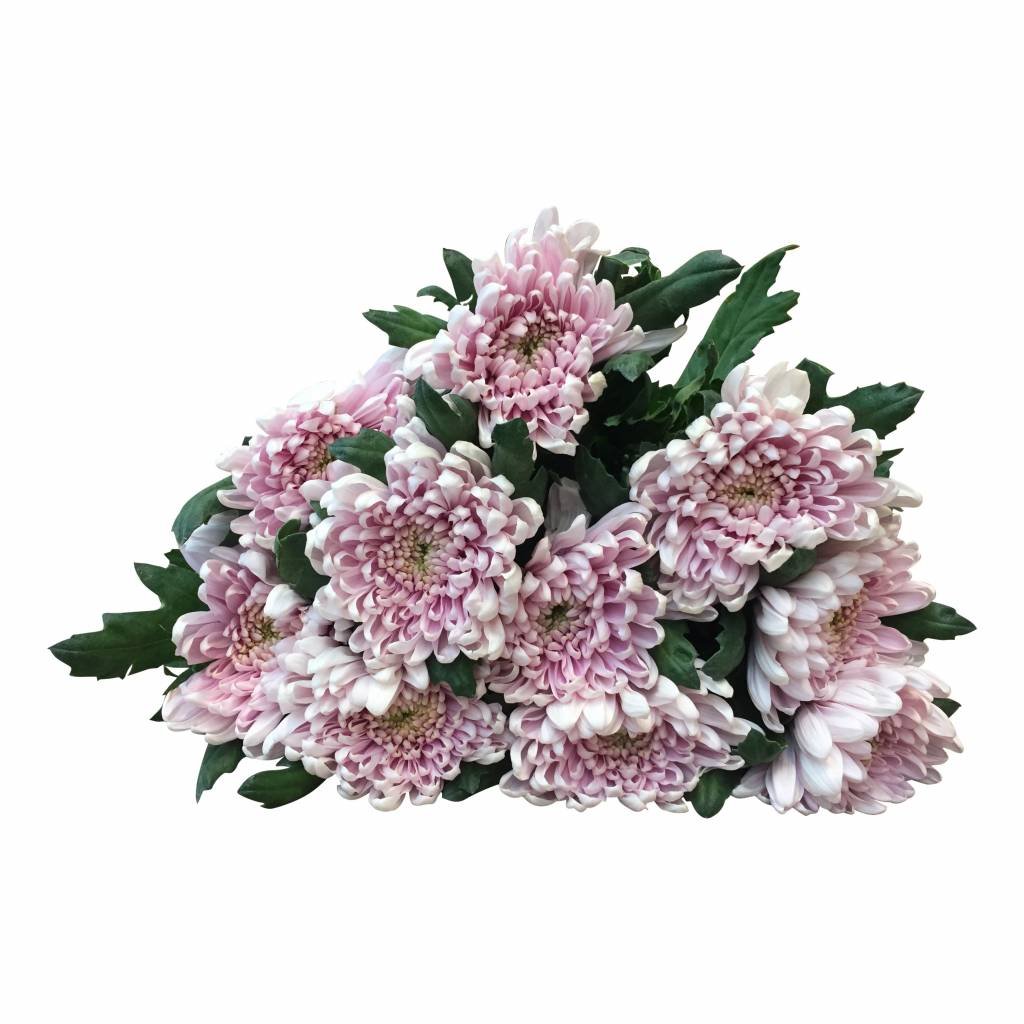 10 Deko Chrysanthemen Rossano (Rosa)
