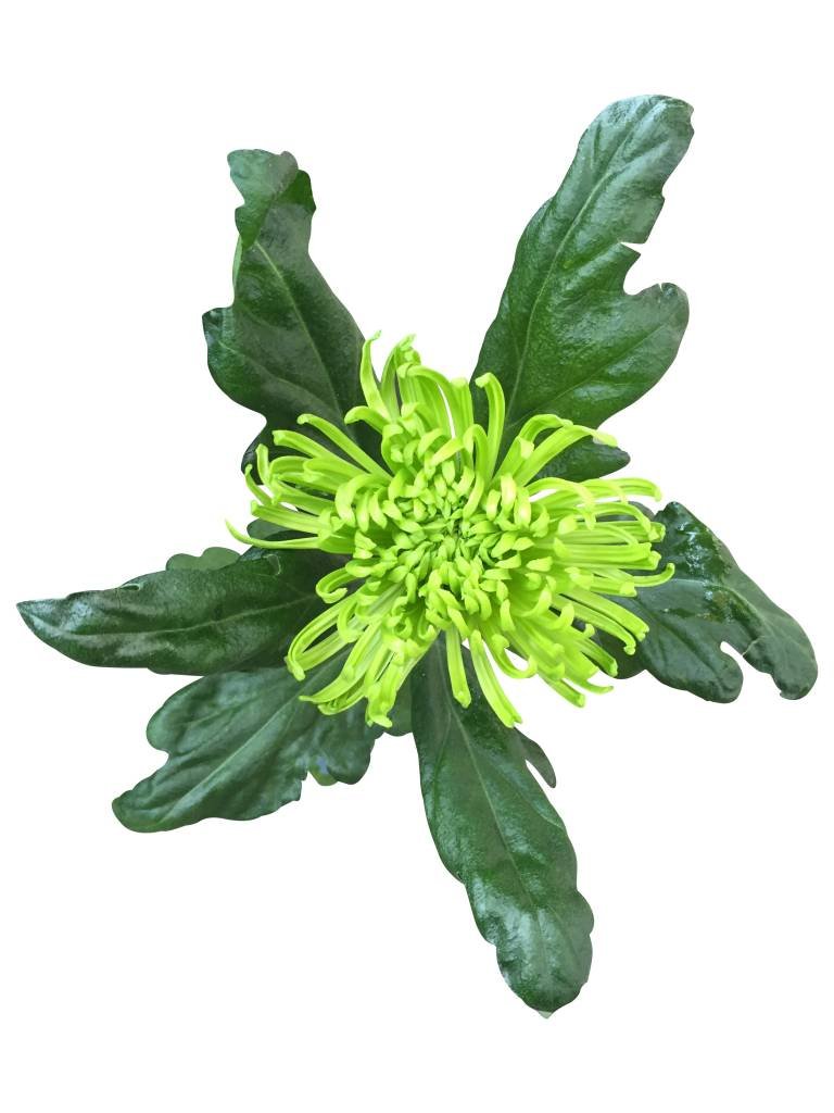 10 Deko Chrysanthemen  Anastasia Green (Grün)
