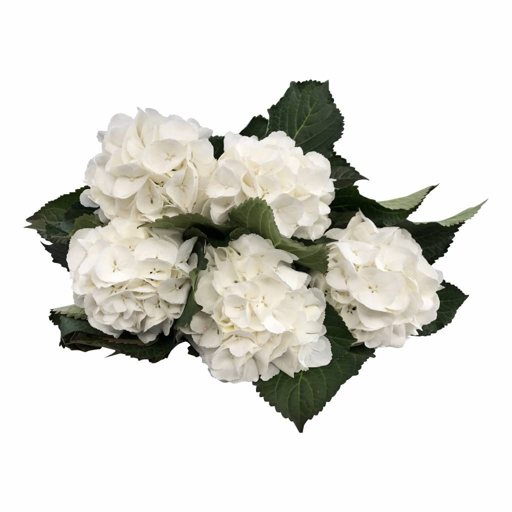 5 Hortensien Weiß
