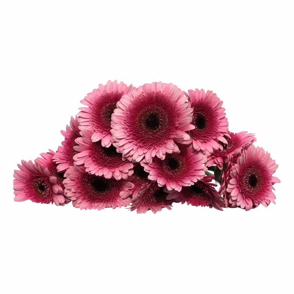 10 Mini Gerbera Isabelle (Pink)