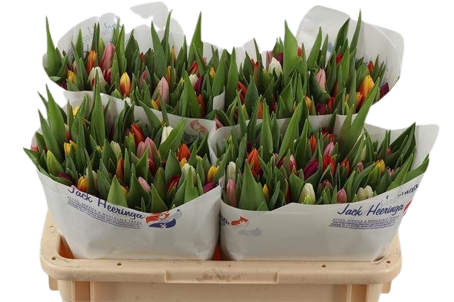 50 Tulpen gemischt (einfach)