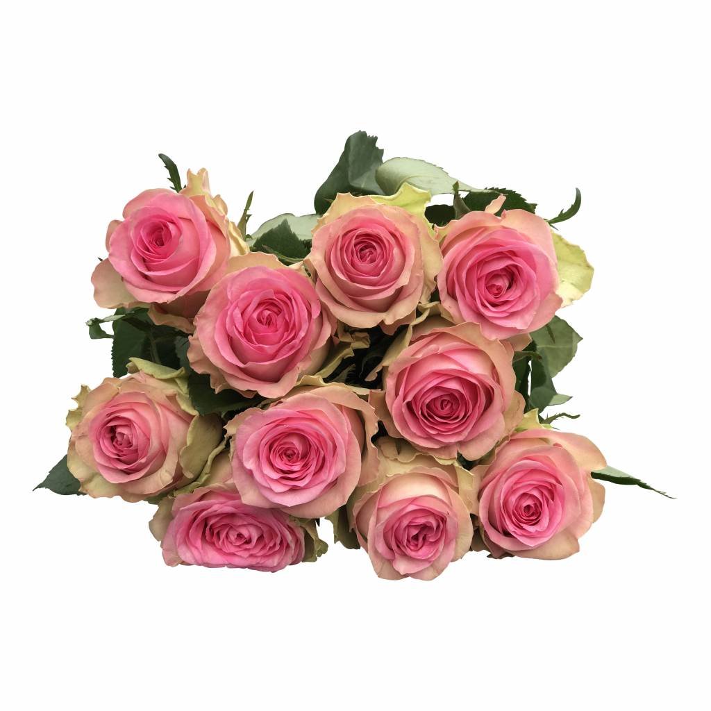 10 Premium-Rosen Brigitte Bardot (Rosa)