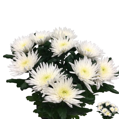 10 Deko Chrysanthemen Anastasia in Weiß