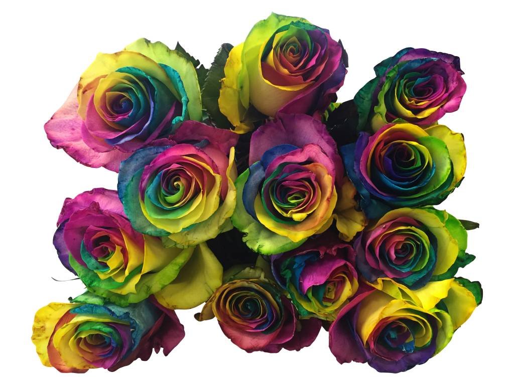 10 Rosen Rainbow