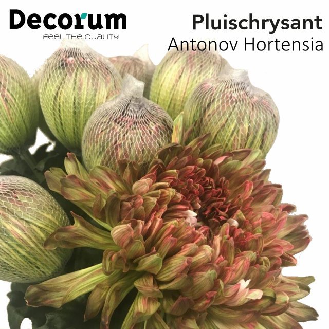10 Deko Chrysanthemen Antonov Hortensia