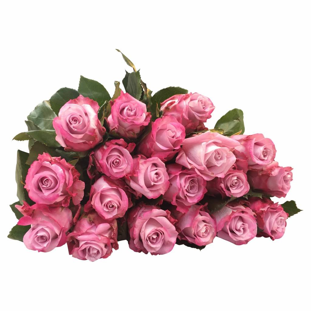 100 Rosen Rosa-Flieder Maritim