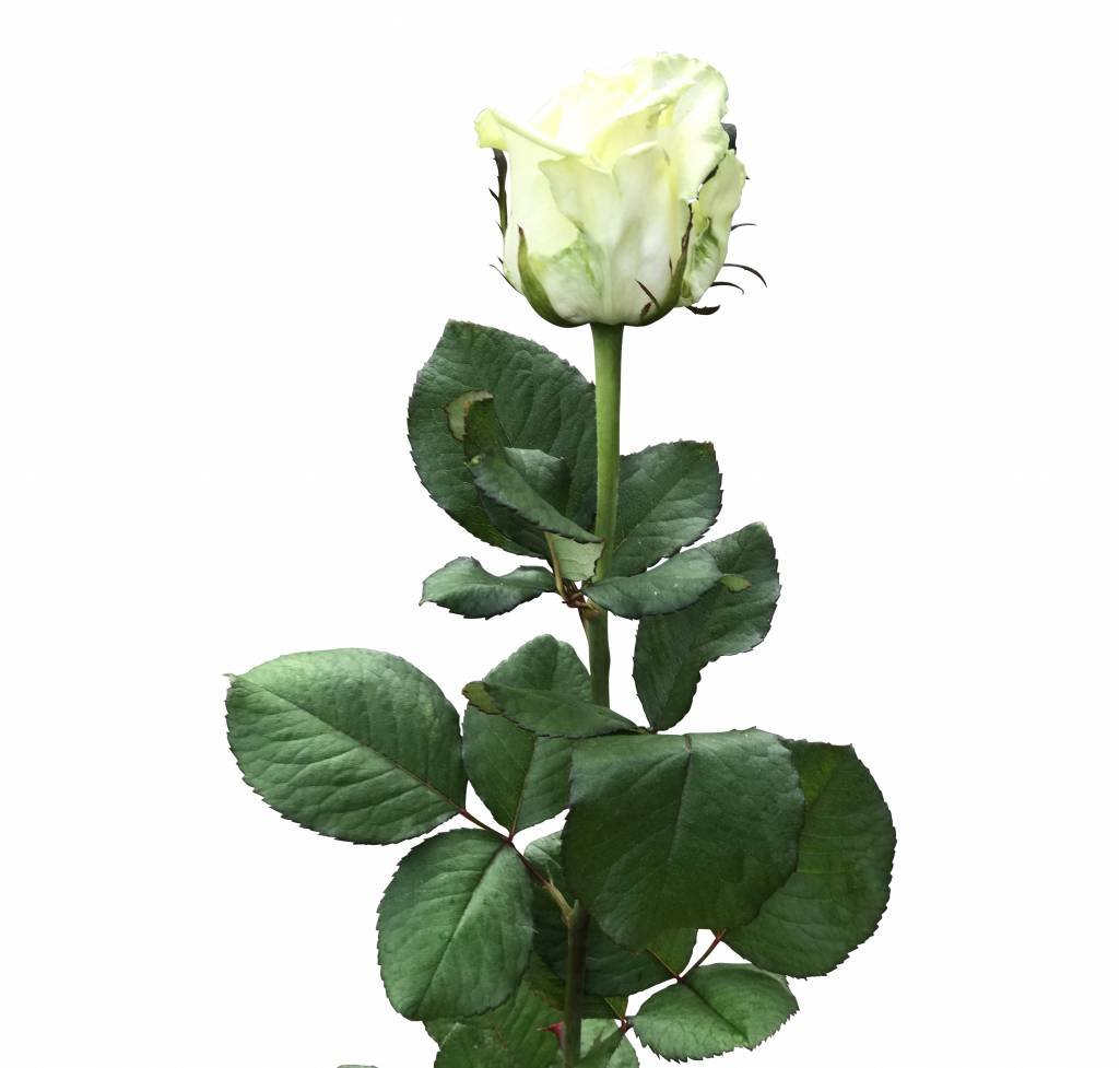 10 Premium-Rosen  White Naomi (Weiß-Grün)