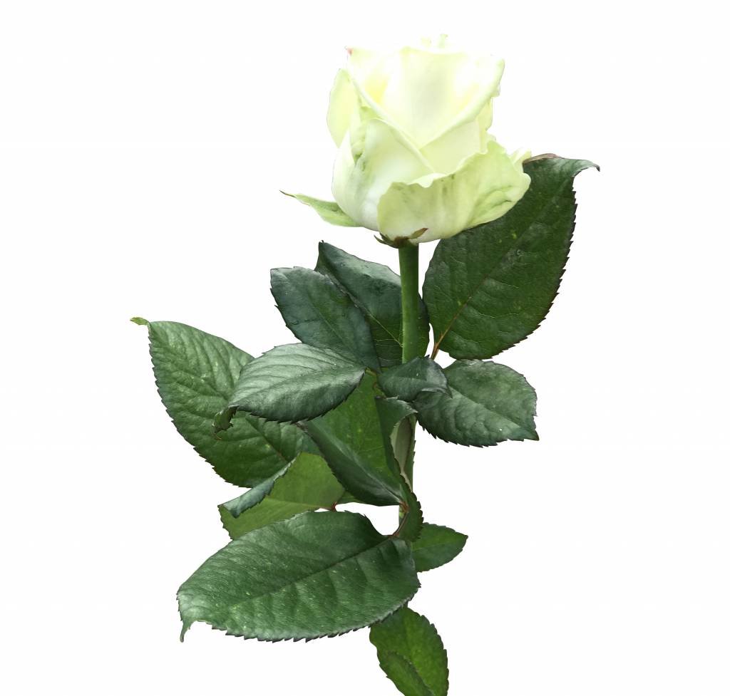 10 Premium-Rosen Weiß Avalanche