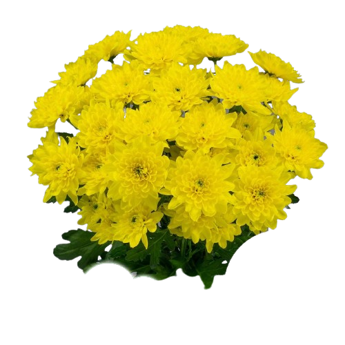 5 Chrysanthemen Euro Sunny (Gelb)