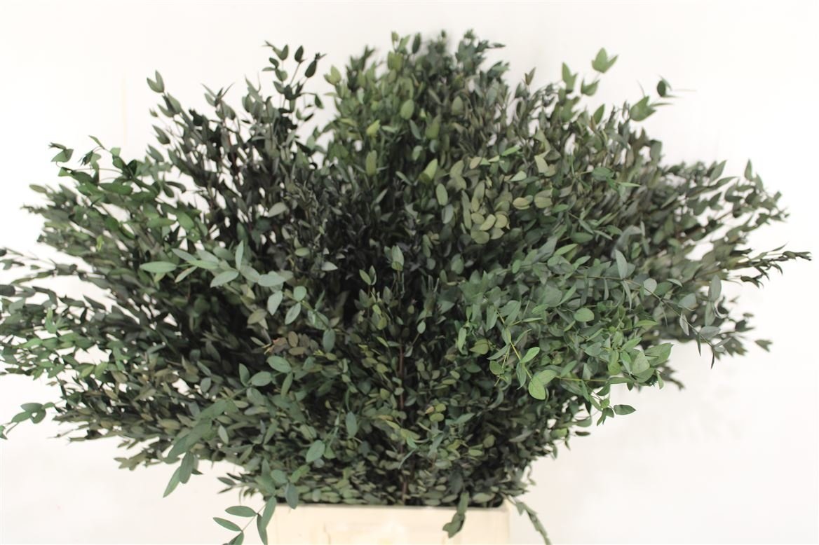 Eucalyptus Parvifolia stabilisiert  