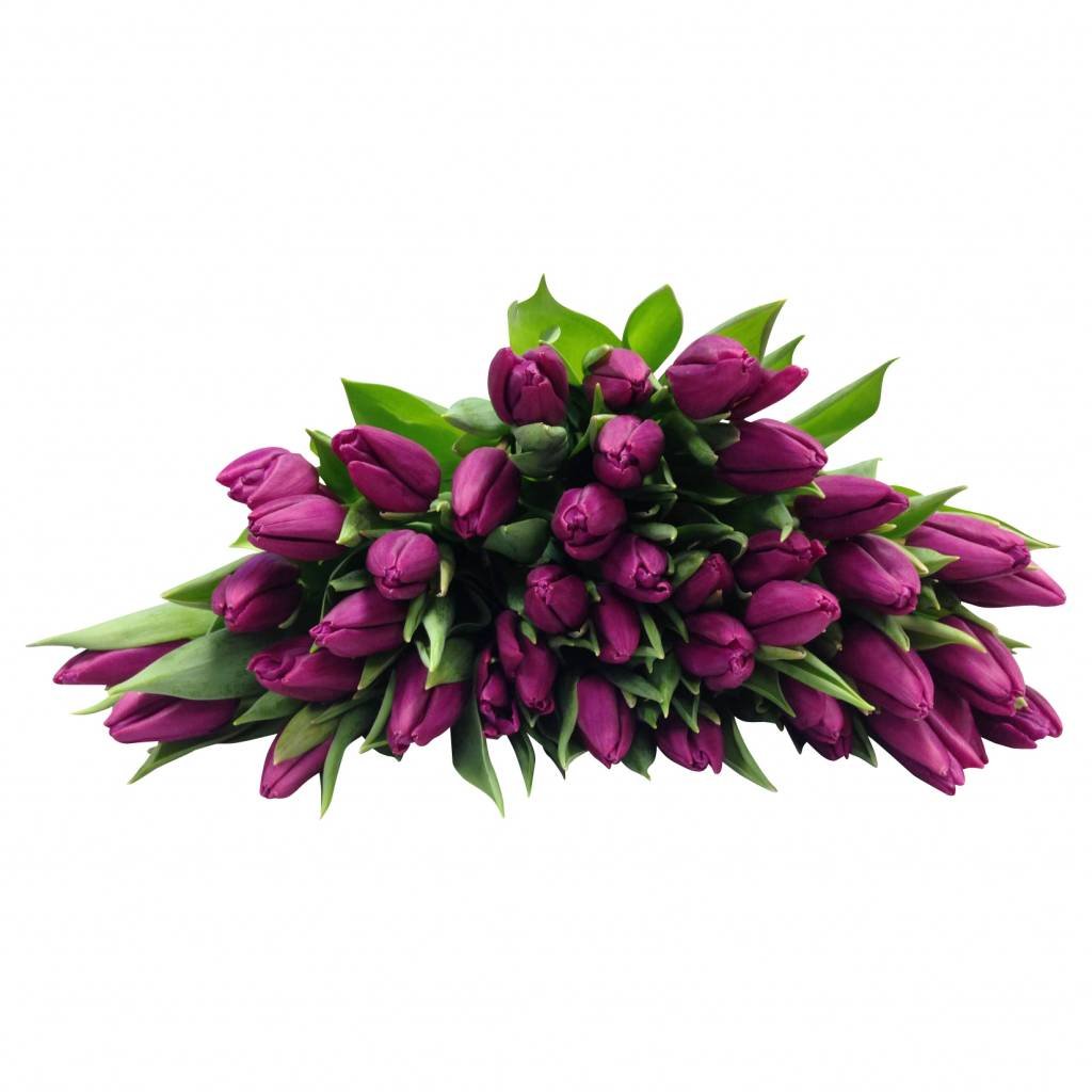 10 Tulpen Purple Prince