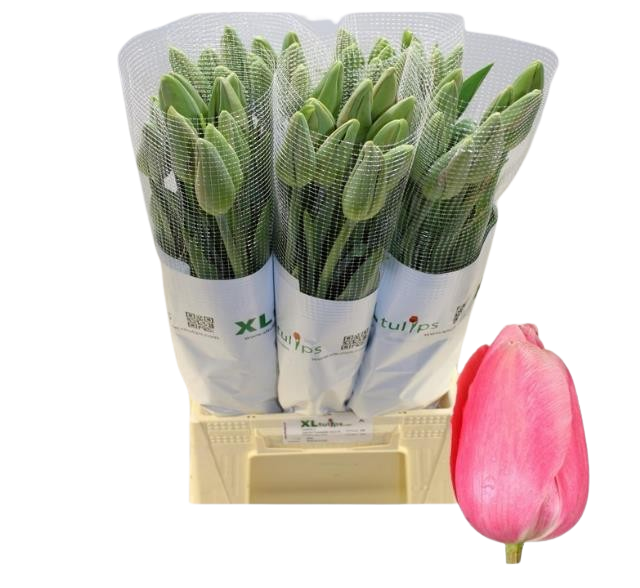 10 Tulpen Menton - Französische-Tulpe