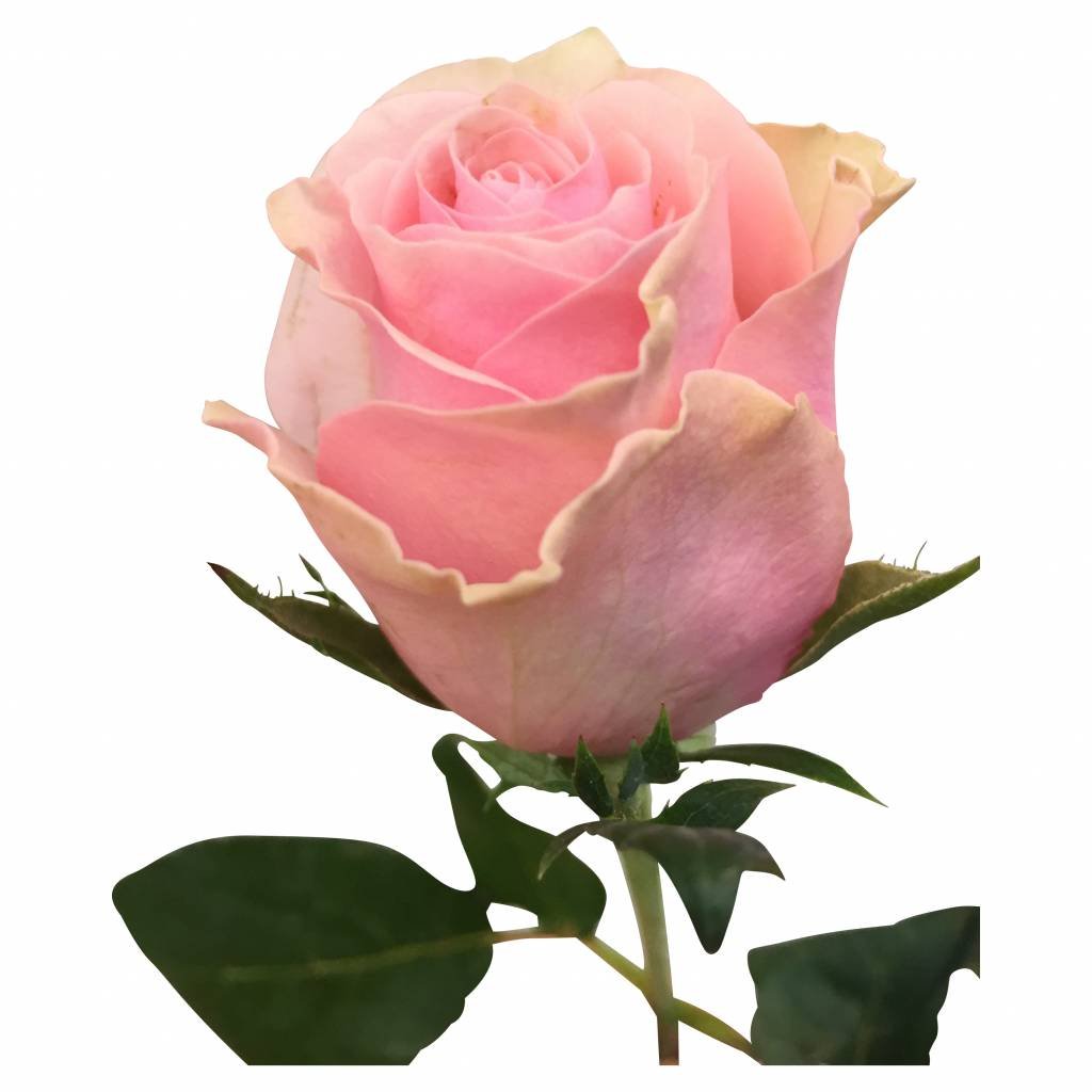100 Rosen Rosa Celeb