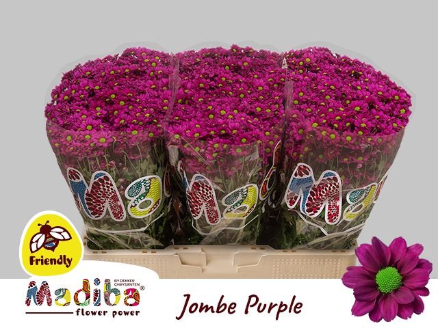 5 Santini Madiba Jombe Purple