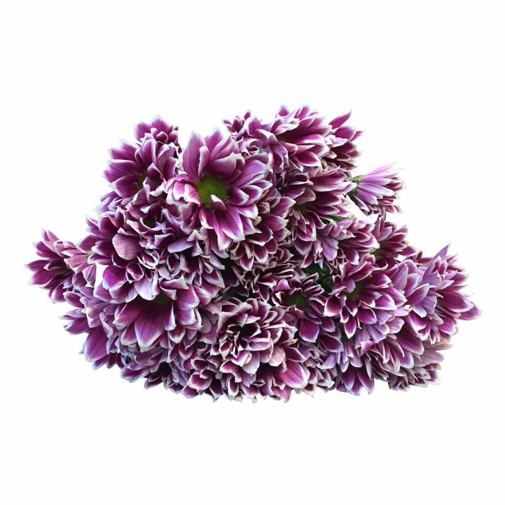 5 Chrysanthemen Firmenich (Pink-Weiß)