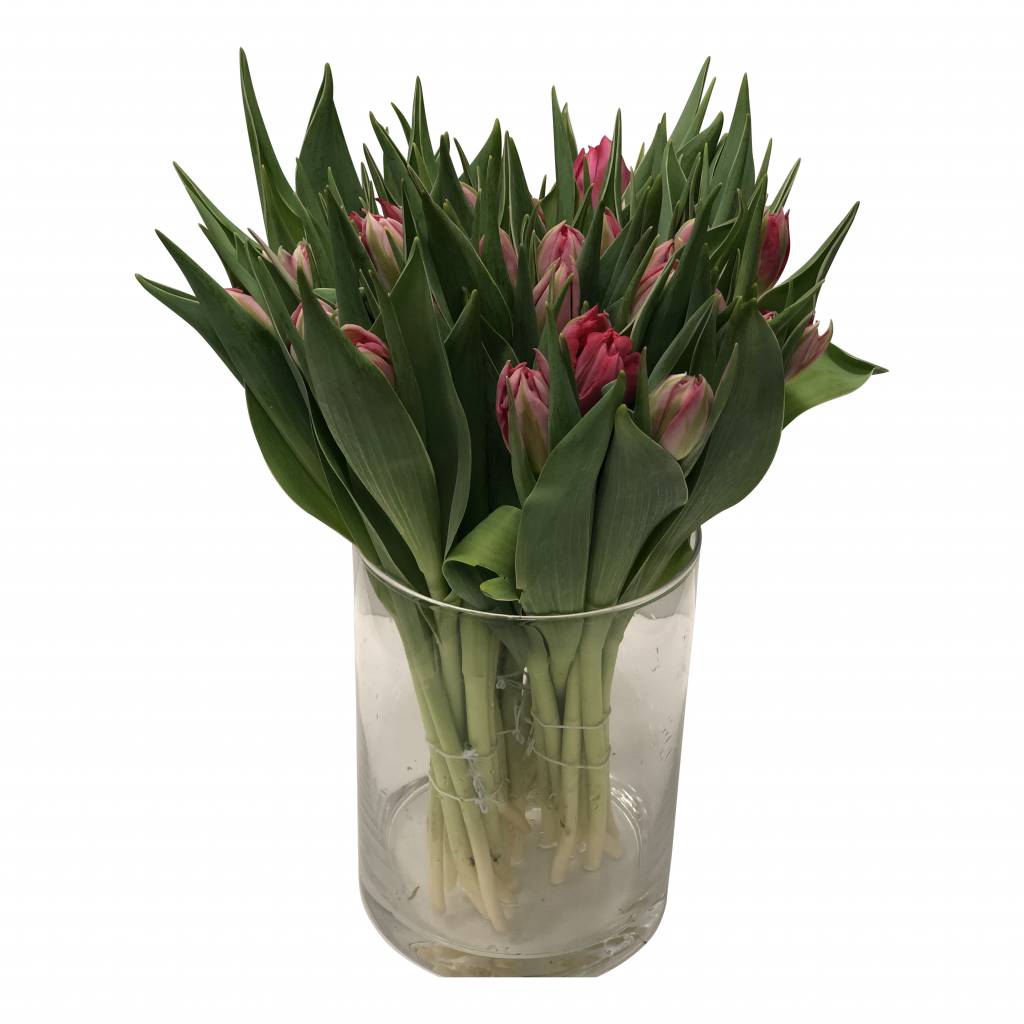 Frische Tulpen Schnittblumen online bestellen