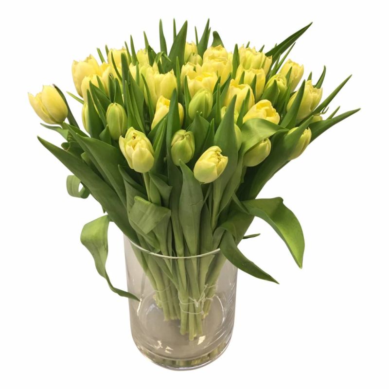 Frische Tulpen Schnittblumen online bestellen