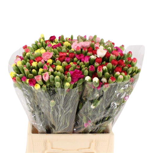 Nelken als Schnittblumen bezahlbareblumen.de Blumen günstig online