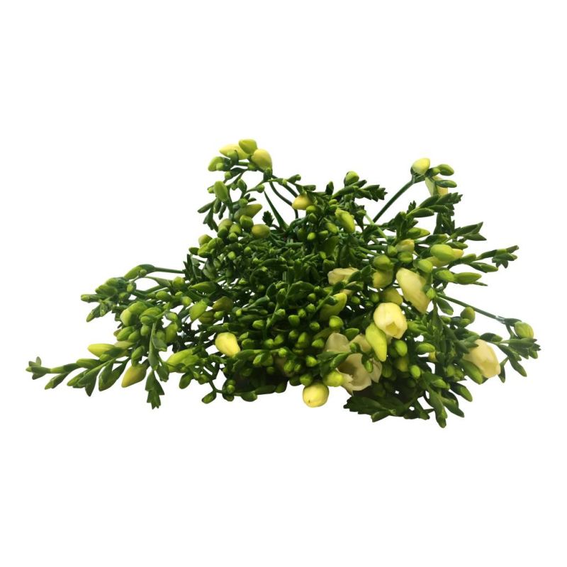 Frische Freesien Schnittblumen online bestellen bezahlbareblumen.de