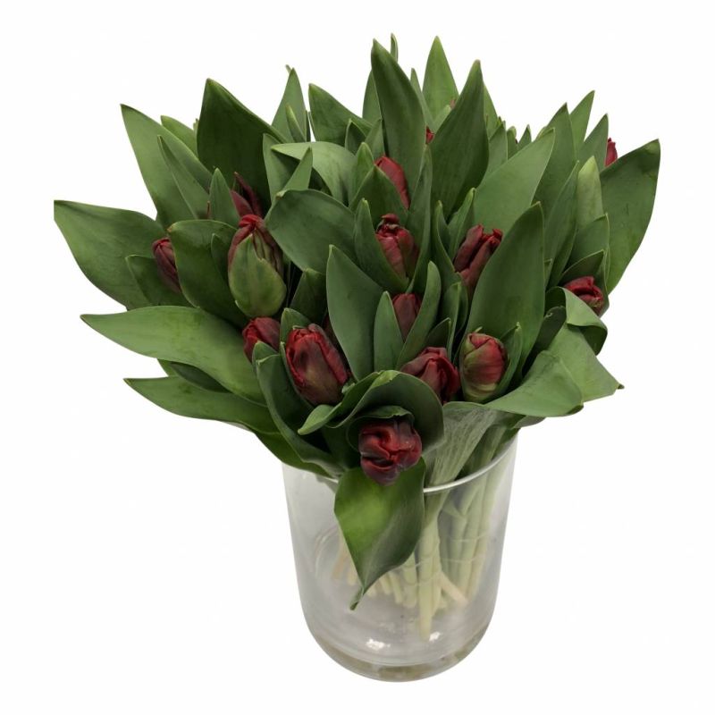 Frische Tulpen Schnittblumen online bestellen