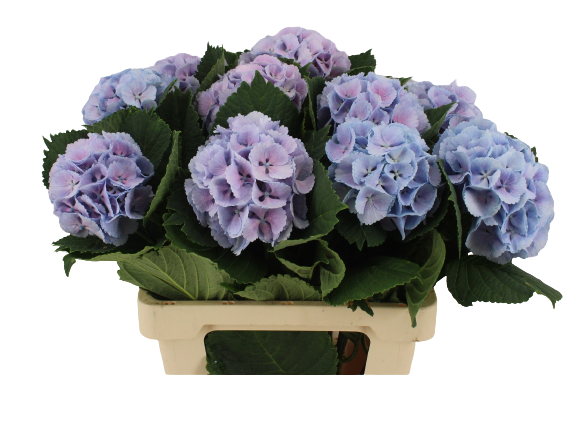 Hortensien Schnittblumen online kaufen bezahlbareblumen.de