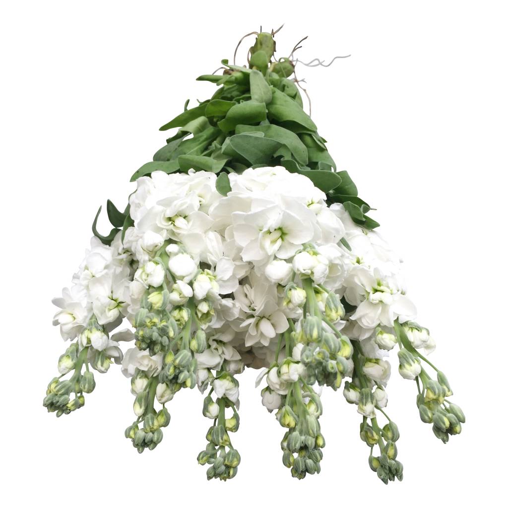 Frische Levkoje Schnittblumen günstig kaufen auf bezahlbareblumen.de