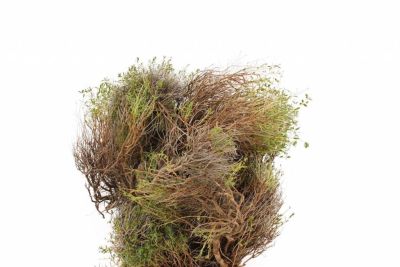 Bindegrün für Ihren Blumenstrauß